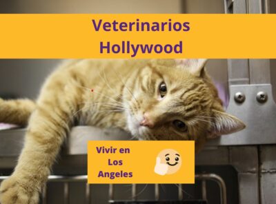 Los Mejores Veterinarios en Hollywood Los Angeles