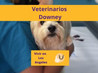 Los Mejores Veterinarios Downey en Los Angeles